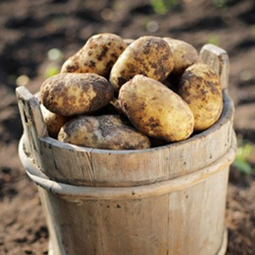 potato Exporters In chennai