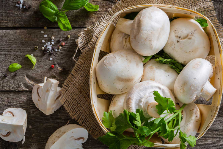Mushroom Exporters In chennai. Mushroom Exporters In chennai.